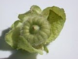 immature fruit, calyx turned back