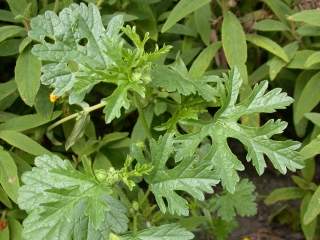 Malva moschata alba,foliage