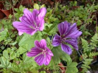 Malva sylvestris 'Mystic Merlin', flowers