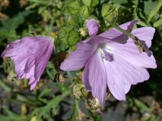 Malva moschata, flowers