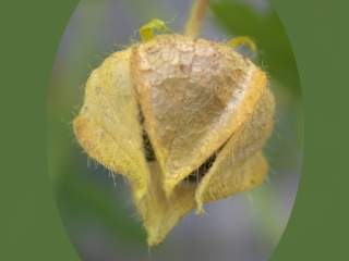 Malva moschata,seed pod