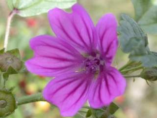 Malva sylvestris, flower