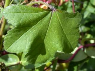 Malva sylvestris, leaf