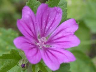 Malva sylvestris, flower