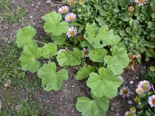 Malva species