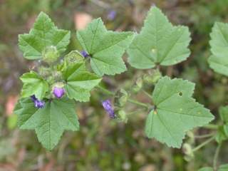 Malva sylvestris blue form, foliage