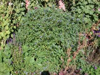 Malva sylvestris blue form, in flower