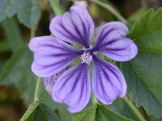 Malva sylvestris blue form, flower