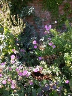 Malva species, in flower