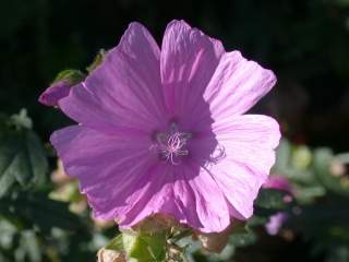 Malva species,flower