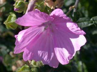 Malva species,flower