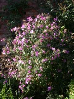 Malva species, in flower