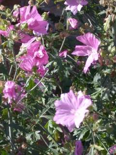 Malva species, in flower