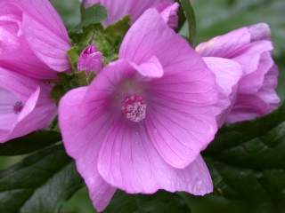 Malva moschata, flower