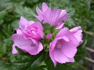 Malva moschata,inflorescence