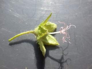 Malva moschata alba, flower (petals removed)