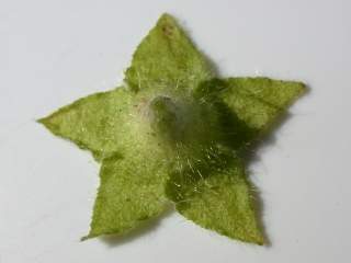 Malva moschata alba, calyx (epicalyx removed)