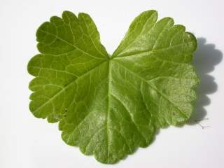 Malva moschata alba,basal leaf (upper side)