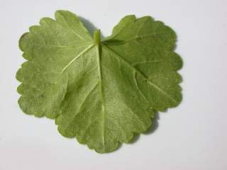 Malva moschata alba,basal leaf (under side)