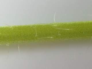 length of petiole