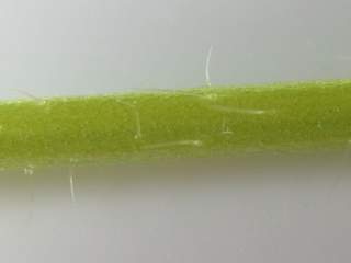 Malva moschata alba, section of petiole