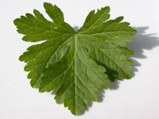 Malva moschata alba,intermediatel leaf (upper side)