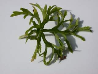 Malva moschata alba,floral leaf (upper side)