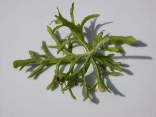 Malva moschata alba,floral leaf (under side)