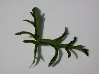 Malva moschata alba, reduced floral leaf (upper side)