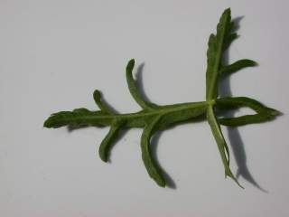 Malva moschata alba, reduced floral leaf (under side)