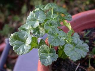 Malva moschata, foliage