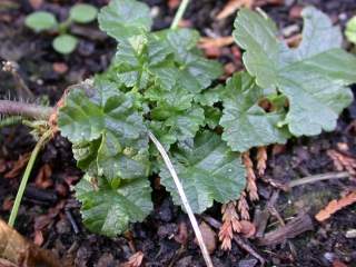 Malva moschata, basal foliage