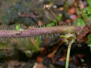 Malva moschata, section of stem