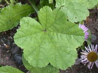 Malva species, leaf