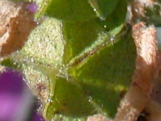 Malva species, seed pod