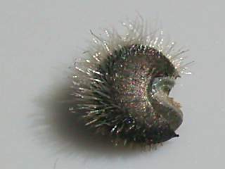 seed