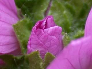 Malva moschata,opening flower