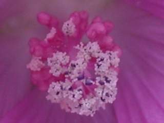 Malva moschata,stamens and styles