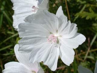 Malva moschata alba, flower