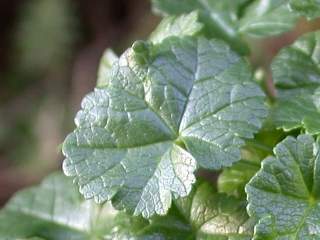 Malva moschata, leaf