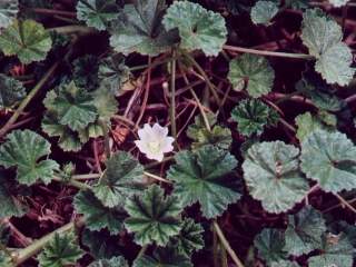 Malva neglecta