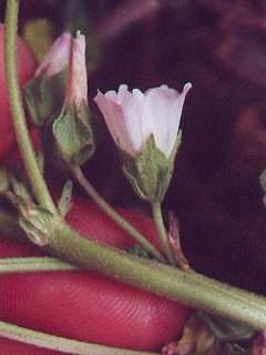 Malva neglecta, epicalyx, calyx and corolla