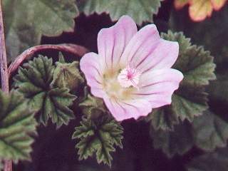 Malva neglecta, flower