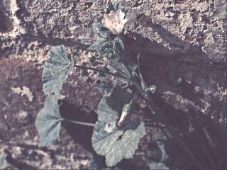 Malva neglecta