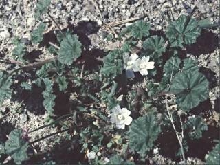 Malva neglecta