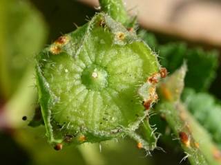 Malva nicaeensis, fruit