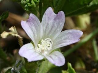 Malva nicaeensis, flower