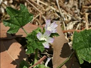 Malva nicaeensis, flowers and foliage