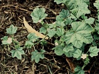 Malva nicaeensis, flowering shoot