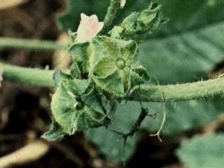 Malva nicaeensis, fruits